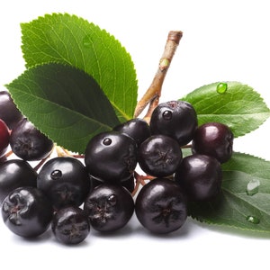 50 BLACK CHOKEBERRY Aronia Melanocarpa White Flower Shrub Seeds image 3