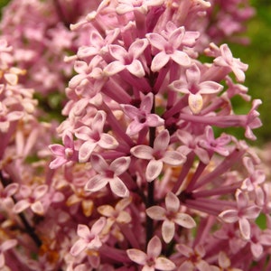 30 PINK LILAC Hungarian Lilac Tree Shrub Syringa Josikaea Fragrant Flower Seeds