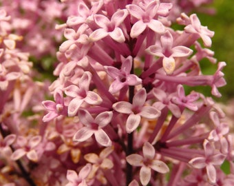 30 PINK LILAC Hungarian Lilac Tree Shrub Syringa Josikaea Fragrant Flower Seeds