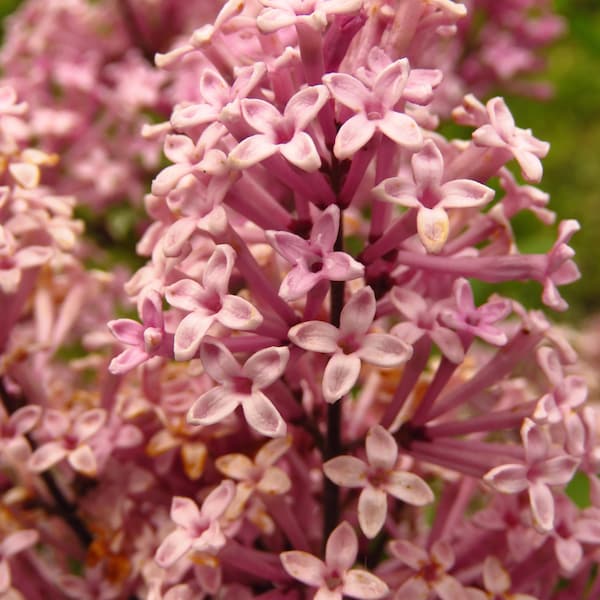 30 PINK LILAC Hungarian Lilac Tree Shrub Syringa Josikaea Fragrant Flower Seeds