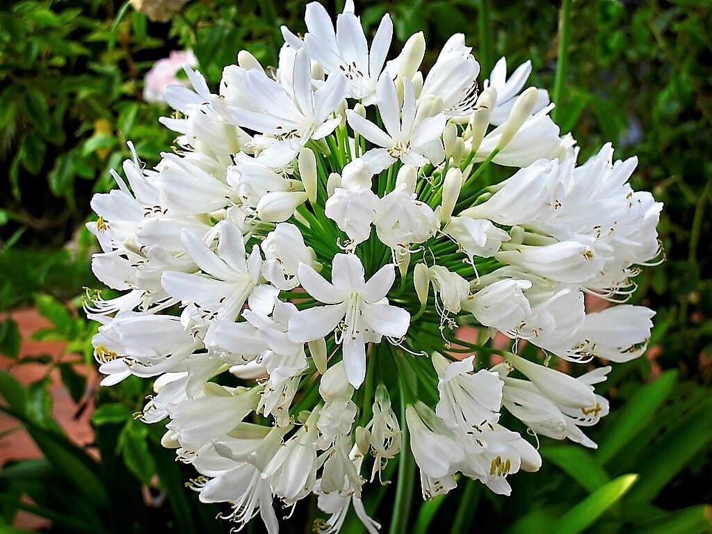 25 WHITE LILY of the NILE Agapanthus Orientalis African Lily Flower