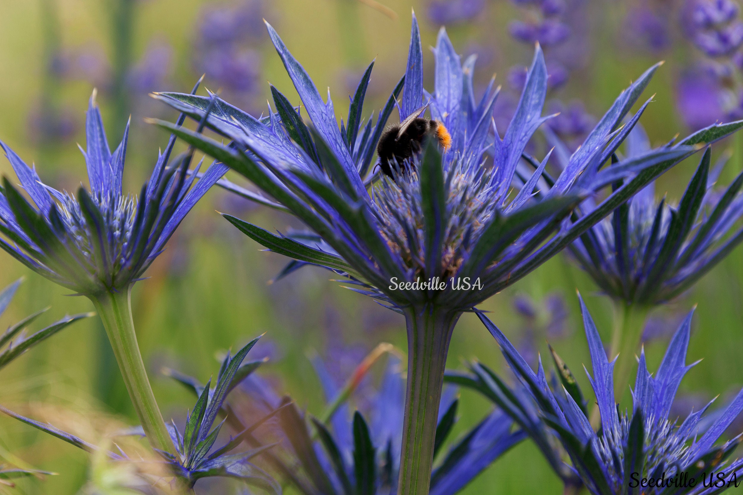 25 BLUE Star SEA HOLLY Eryngium Alpinum Flower Seeds S/H