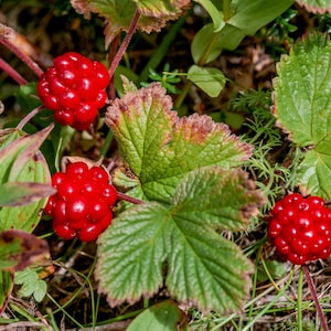 10 ARCTIC RASPBERRY Nagoonberry Rubus Arcticus Red Berry Fruit Bramble Seeds