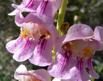 300 PALMERS PENSTEMON (Beardtongue / Balloon Flower) Penstemon Palmeri Flower Seeds