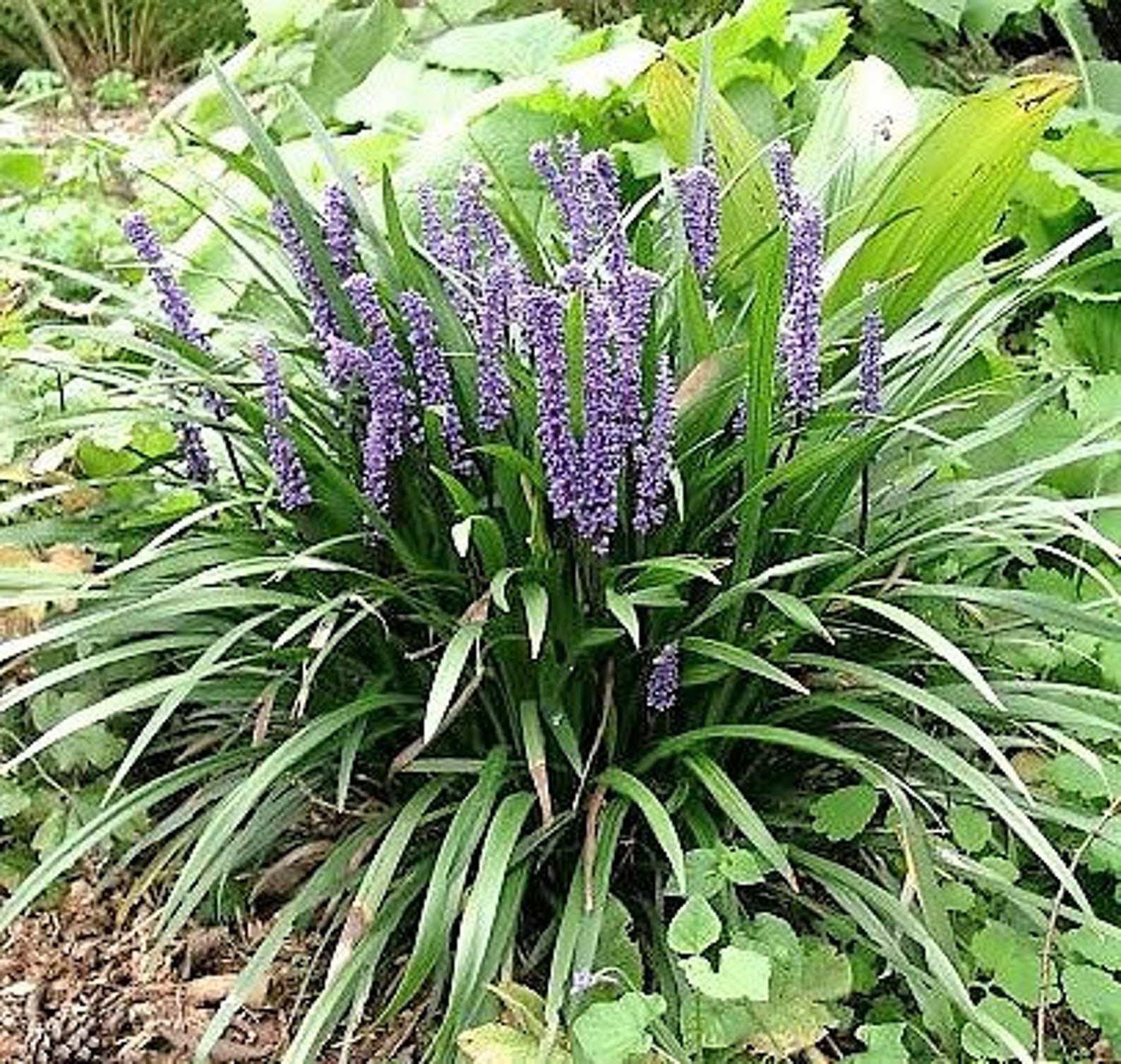 Big blue lilyturf plants