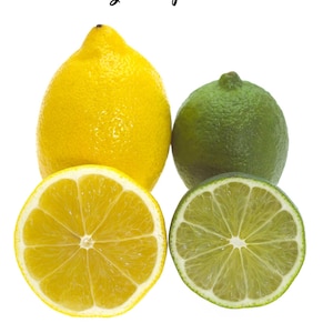 15 KEY LIME Citrus Aurantifolia Fruit Tree Shrub Seeds