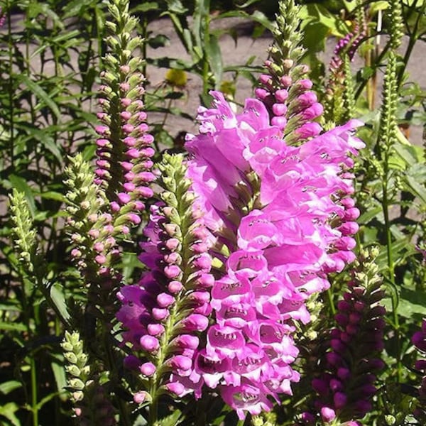 50 PINK Showy OBEDIENT PLANT (False Dragon Head) Physostegia Virginiana Flower Seeds