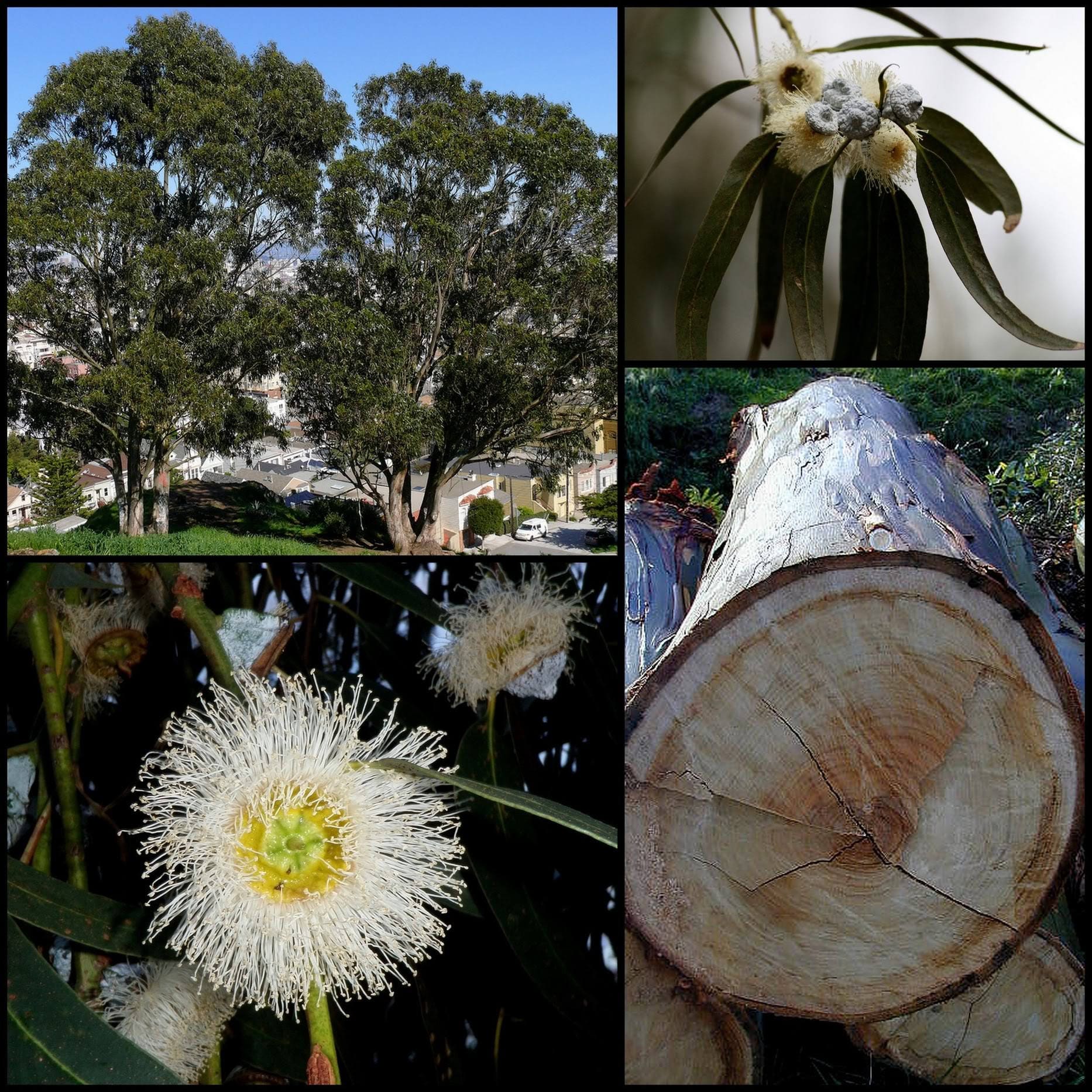 Eucalyptus : fiche de culture