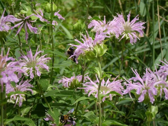 2000 Lemon Mint Horse Mint Monarda citriodor Bee Balm Seeds North America Native 2000 Lemon Mint Horse Mint Monarda citriodor Bee Balm Seeds North America Native