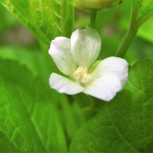 100 CHINESE MALLOW Malva Verticillata aka Musk or Cluster Mallow White Flower Dong Kui Zi Herb Mauve Frisee Vegetable Seeds image 5