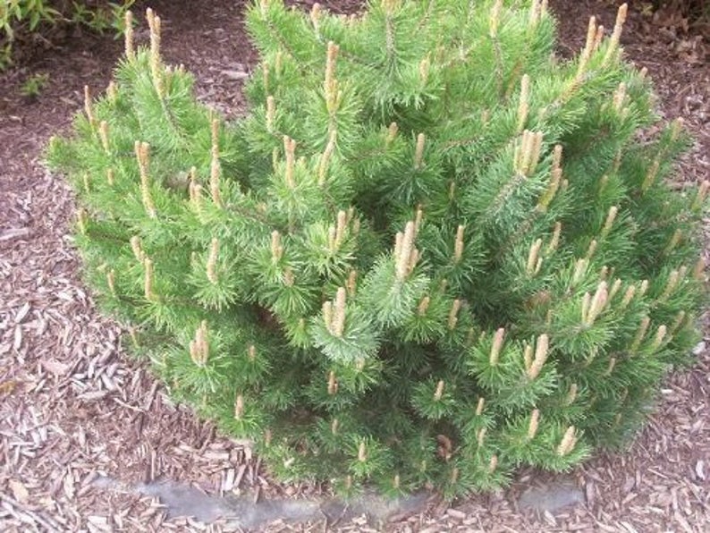 25 MUGO PINE Dwarf Evergreen Pinus Pumilio Shrub Seeds Comb S/H image 1