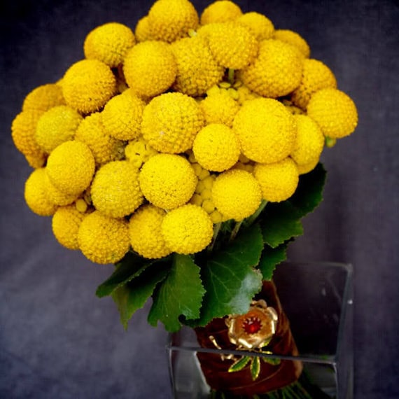 10 Yellow BILLY BUTTONS / WOLLYHEADS Craspedia Globosa Flower Seeds