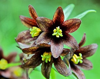 10 CHOCOLATE LILY Black Kamchatka Brown Fritillaria Camschatcensis Flower Seeds