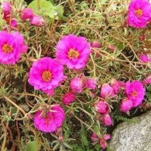 100 Pink PORTULACA Grandiflora / MOSS ROSE Flower Seeds *Flat S/H