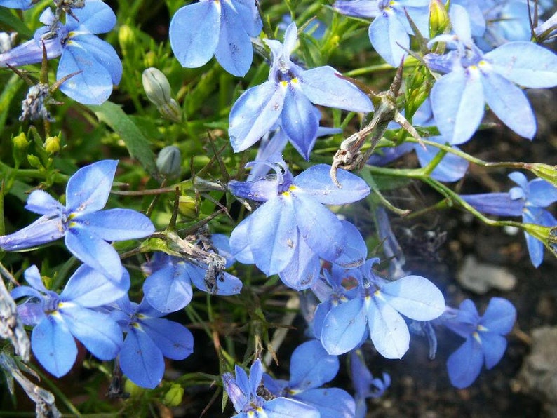 200 SKY BLUE LOBELIA Regatta Lobelia Erinus Flower Seeds - Etsy