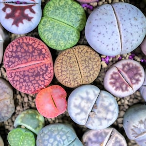 10 LIVING STONE / LITHOPS Mixed Colors Pebble Houseplant Flower Seeds