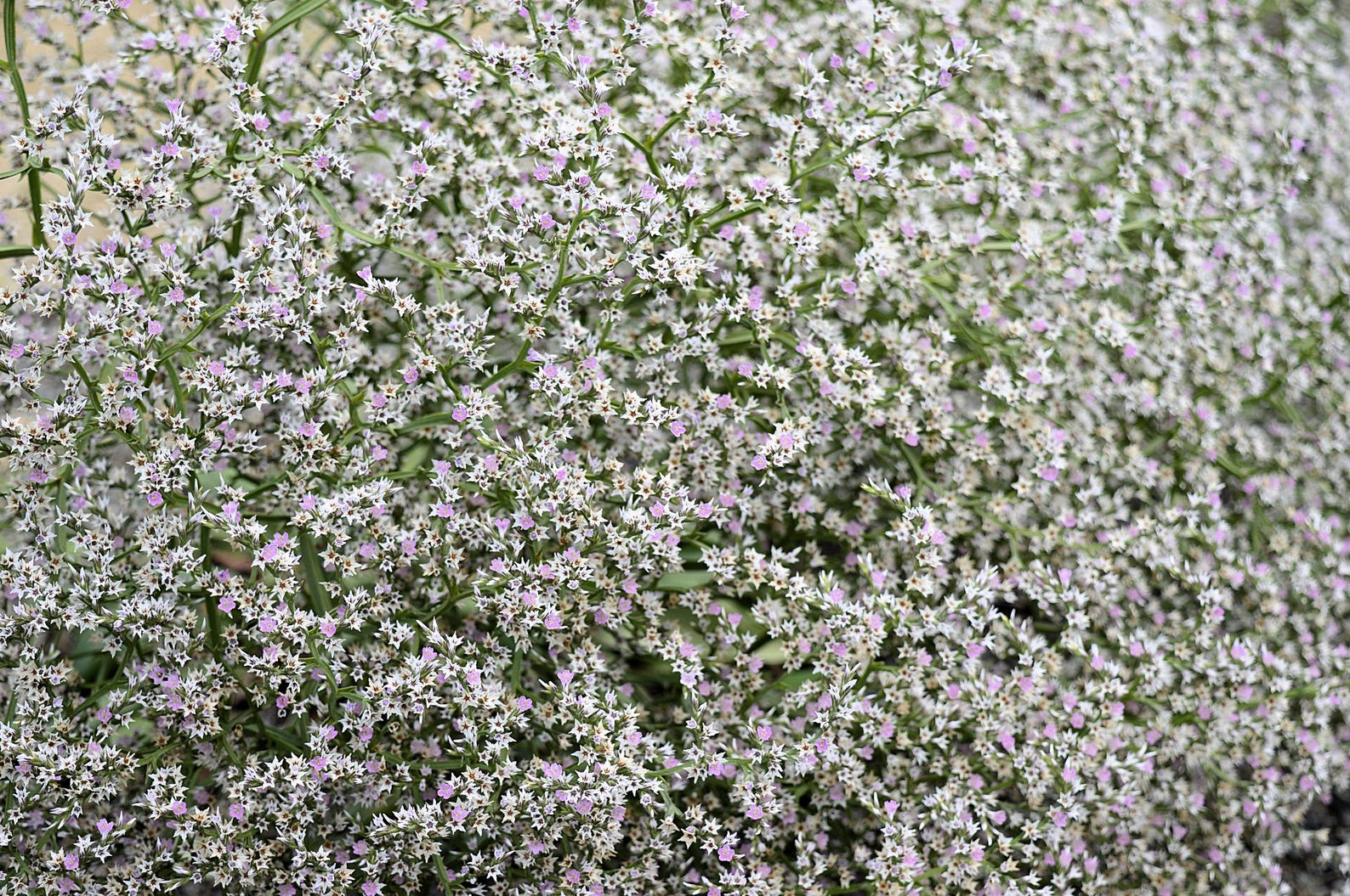 German Static 30 GERMAN STATICE White Sea Lavender Goniolimon Tataricum Limonium ...