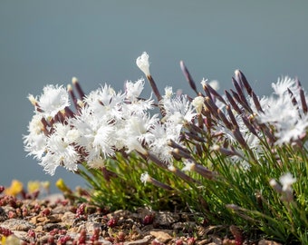 25 Dwarf LITTLE MAIDEN DIANTHUS Arenarius f. Nanus Fragrant White Flower Seeds *Flat S/H