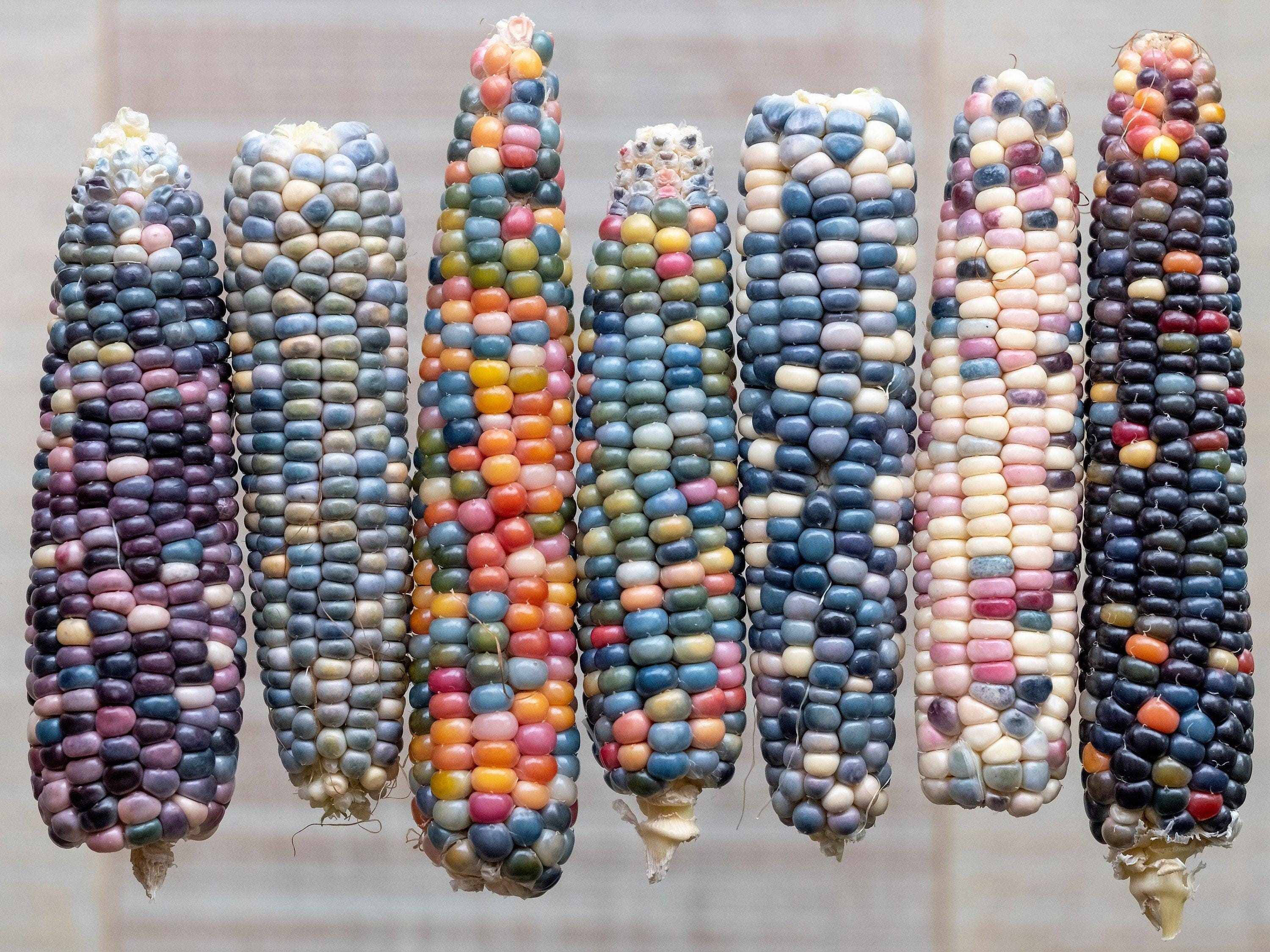 30 GLASS GEM CORN Mixed Colors Ornamental Edible Zea Mays Heirloom ...