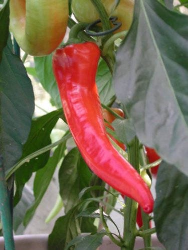 250 SWEET BANANA PEPPER Capsicum Annuum Vegetable Seeds | Etsy