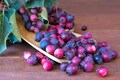 20 SASKATOON SERVICEBERRY aka Western, Pacific, Juneberry, Shadbush Amelanchier Alnifolia Native Edible Purple Berry Fruit White Flower