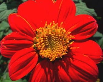 50 RED MEXICAN Torch SUNFLOWER Tithonia Rotundifolia Red Orange Flower Seeds