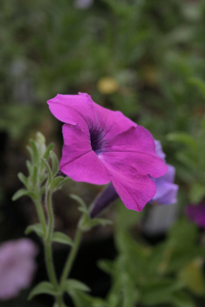 200 Purple LAURA BUSH PETUNIA Violacea Violet Perennial