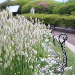 100 BUNNY TAILS GRASS (Queue de lièvre) Graines ornementales Lagurus Ovatus