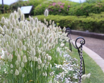 100 個のウサギのしっぽ草（ウサギのしっぽ）観賞用 Lagurus Ovatus 種子