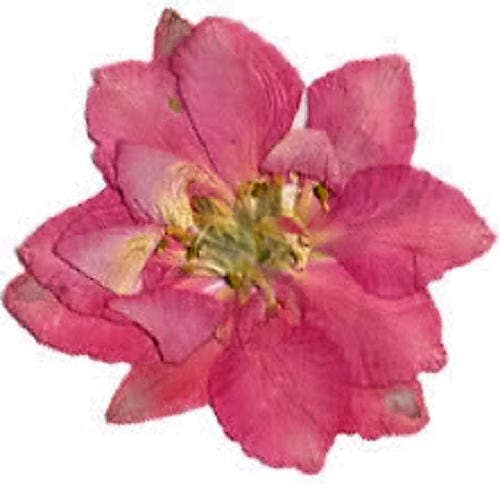 100 PINK PERFECTION Larkspur DELPHINIUM Consolida Ambigua