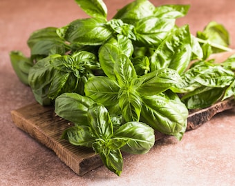 1500 SWEET BASIL Ocimum Basilicum Herb White Flower Seeds