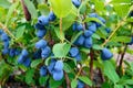 30 HONEYBERRY Blue Honeysuckle Lonicera Caerulea Edible Fruit Shrub Seeds