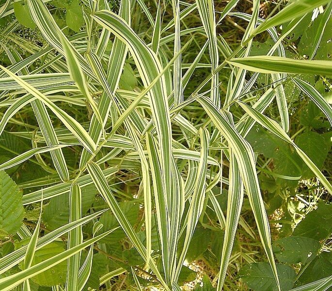 1/2 ounce 15,000 seeds reed canary grass Phalaris arundinacea Ornamental  native