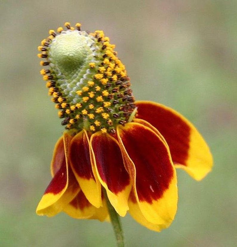 500 MEXICAN HAT Ratibida Columnaris Flower Seeds image 3