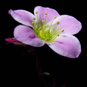 50 PURPLE ROBE SAXIFRAGA Saxifraga Arendsii Moss Rockfoil Evergreen Flower Seeds image 6