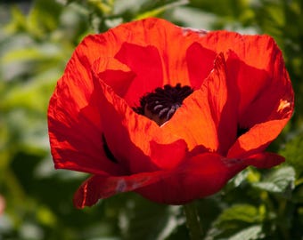 100 RED TURKISH POPPY Heirloom Papaver Somniferum Flower Seeds