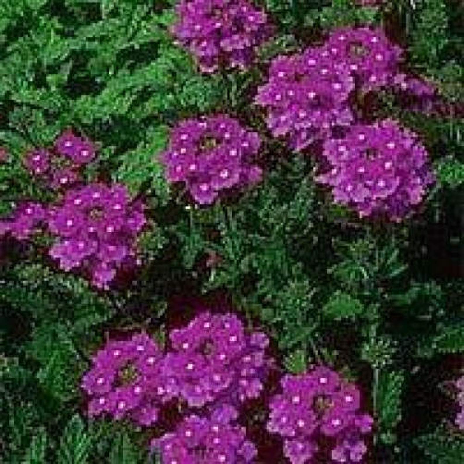 500 Purple HARDY MOSS VERBENA Verbena Tenuisecta Fragrant Etsy