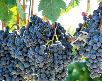 10 Purple CONCORD GRAPE Fruit Vine Vitis Labrusca White Flower Seeds