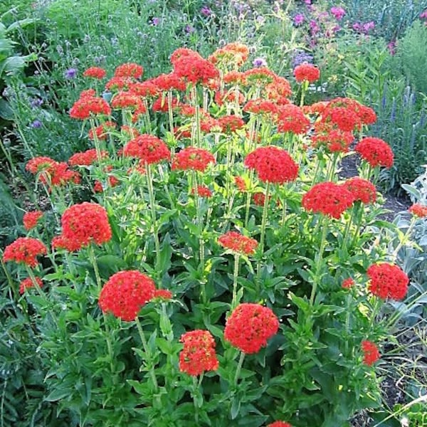 70 RED LYCHNIS Chalcedonica / Rose Campion / Catchfly Flower Seeds *Flat Shipping