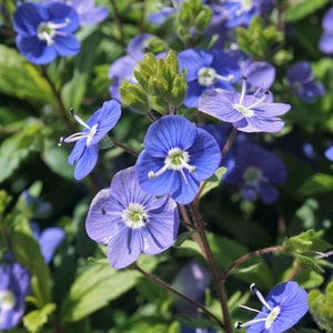 50 CREEPING BLUE SPEEDWELL Veronica Repens Groundcover Flower Seeds Comb S/H image 4