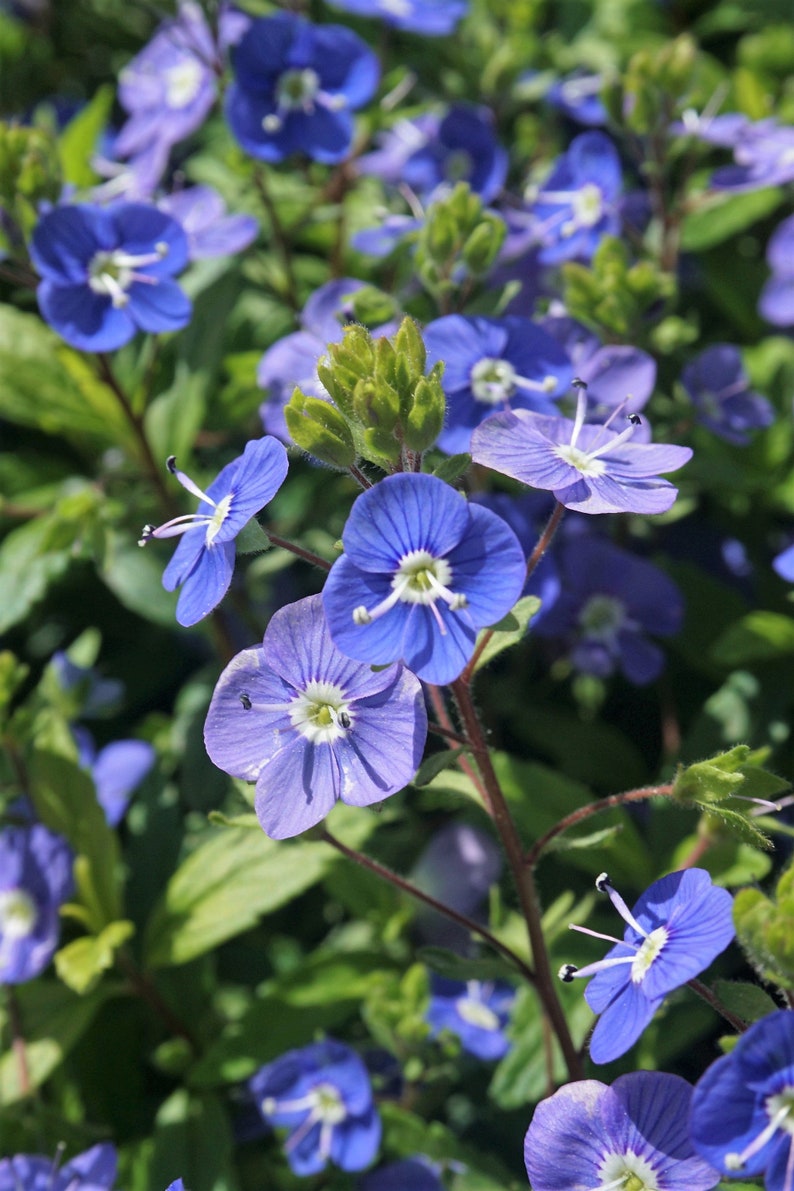 50 CREEPING BLUE SPEEDWELL Veronica Repens Groundcover Flower Seeds Comb S/H image 4