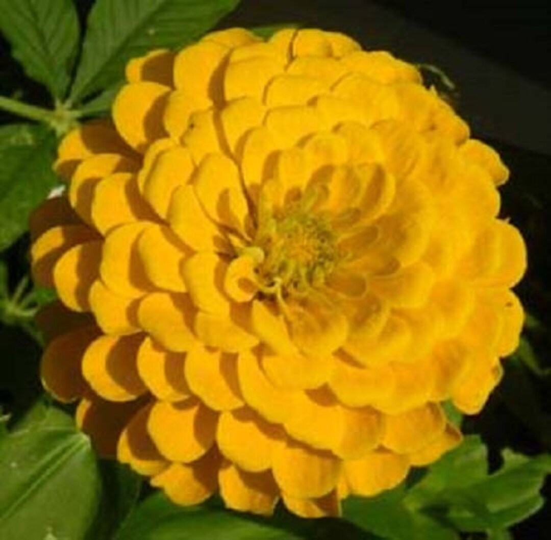 250 Yellow CANARY BIRD ZINNIA Elegans Flower Seeds combined S/H Etsy