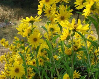 250 MAXIMILIAN (Prairie) SUNFLOWER Helianthus Maximiliani Flower Seeds