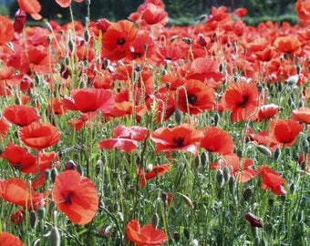 1000 Red AMERICAN LEGION (Corn / Shirley / Flanders) POPPY Papaver Rhoeas Flower Seeds