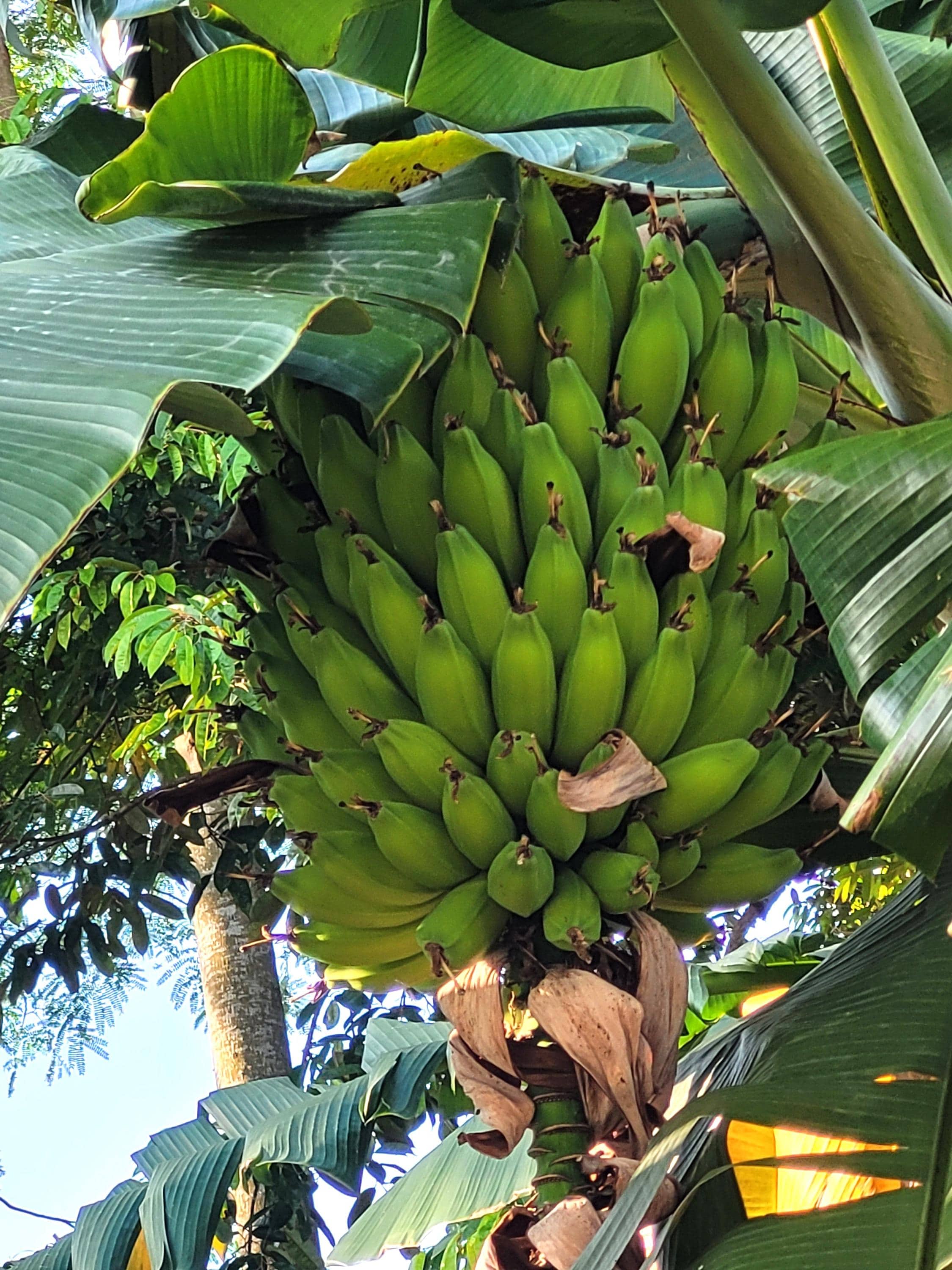 Banana Seed - Etsy