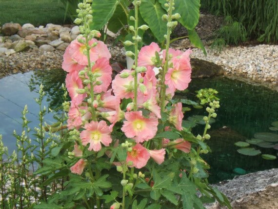 25 Pêche Rose Trémière Alcea Rosea Fleur Vivace De Graines Peigne Sh