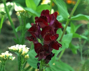 50 Organic BLACK PRINCE SNAPDRAGON Antirrhinum Majus Dark Crimson Red Gothic Garden Flower Seeds