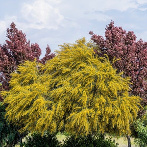 10 GOLDEN MIMOSA Acacia Baileyana Yellow Wattle Tree Flower Seeds *Comb S/H