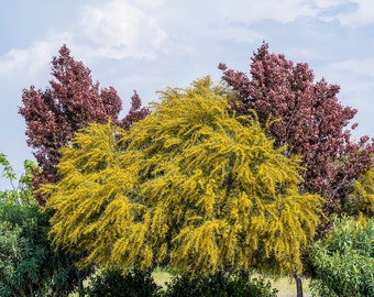 10 GOLDEN MIMOSA Acacia Baileyana Yellow Wattle Tree Flower Seeds *Comb S/H