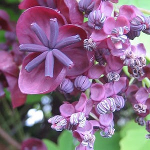 15 CHOCOLATE VINE Edible Fruit Akebia Trifoliata Flower Ornamental Climber Seeds image 1